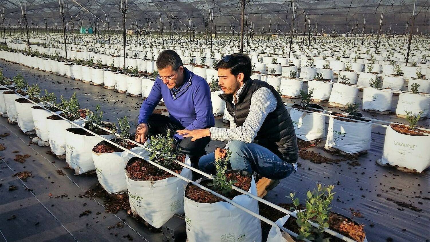 Projar-Paco-López|Cultivo hidropónico de arándano|El cultivo del arándano triunfa en hidroponía
